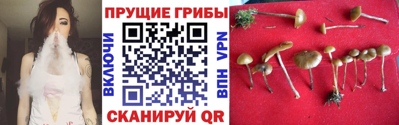 Галлюциногенные грибы прущие грибы  Купить закладки  Сергач 